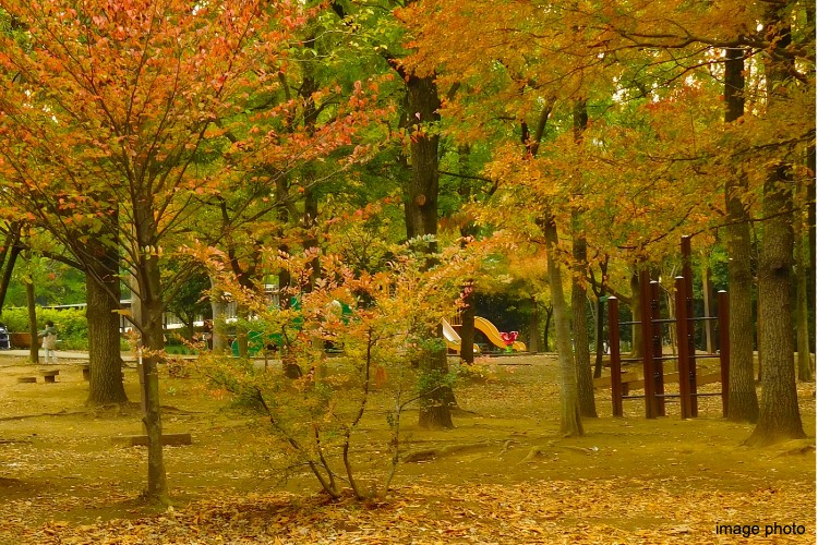 秋の木場公園｜パークハウス清澄白河タワー